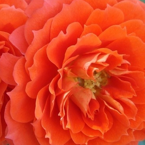 Róże ogrodowe - róże miniaturowe - pomarańczowy - Rosa  Miami - - - Michel Adam - Pomarańczowe, napełnione kwiaty mini o kompaktowych rozmiarach.